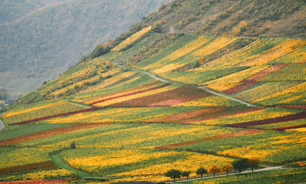 Beautiful vineyards in the Moselle Valley near the Mosel Butterfly retreat venue